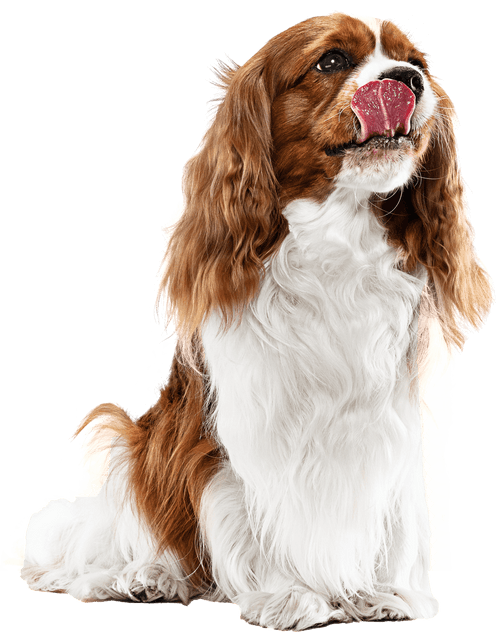imagem de um cachorro